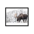 Picture of Winter Moose _GroupedProduct_Rectangle_Landscape_Photography _GroupedProduct_Rectangle_Landscape_Framed_Matted_