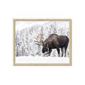 Picture of Winter Moose _GroupedProduct_Rectangle_Landscape_Photography _GroupedProduct_Rectangle_Landscape_Framed_Matted_
