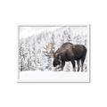 Picture of Winter Moose _GroupedProduct_Rectangle_Landscape_Photography _GroupedProduct_Rectangle_Landscape_Framed_Matted_