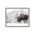 Picture of Winter Moose _GroupedProduct_Rectangle_Landscape_Photography _GroupedProduct_Rectangle_Landscape_Framed_Matted_