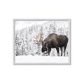 Picture of Winter Moose _GroupedProduct_Rectangle_Landscape_Photography _GroupedProduct_Rectangle_Landscape_Framed_Matted_
