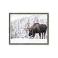 Picture of Winter Moose _GroupedProduct_Rectangle_Landscape_Photography _GroupedProduct_Rectangle_Landscape_Framed_Matted_