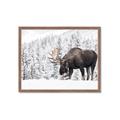 Picture of Winter Moose _GroupedProduct_Rectangle_Landscape_Photography _GroupedProduct_Rectangle_Landscape_Framed_Matted_