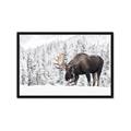 Picture of Winter Moose _GroupedProduct_Rectangle_Landscape_Photography _GroupedProduct_Rectangle_Landscape_Framed_Matted_
