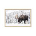 Picture of Winter Moose _GroupedProduct_Rectangle_Landscape_Photography _GroupedProduct_Rectangle_Landscape_Framed_Matted_