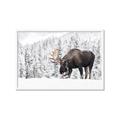 Picture of Winter Moose _GroupedProduct_Rectangle_Landscape_Photography _GroupedProduct_Rectangle_Landscape_Framed_Matted_