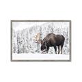 Picture of Winter Moose _GroupedProduct_Rectangle_Landscape_Photography _GroupedProduct_Rectangle_Landscape_Framed_Matted_