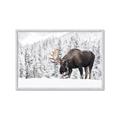 Picture of Winter Moose _GroupedProduct_Rectangle_Landscape_Photography _GroupedProduct_Rectangle_Landscape_Framed_Matted_