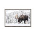 Picture of Winter Moose _GroupedProduct_Rectangle_Landscape_Photography _GroupedProduct_Rectangle_Landscape_Framed_Matted_