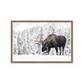 Picture of Winter Moose _GroupedProduct_Rectangle_Landscape_Photography _GroupedProduct_Rectangle_Landscape_Framed_Matted_
