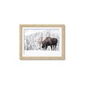 Picture of Winter Moose _GroupedProduct_Rectangle_Landscape_Photography _GroupedProduct_Rectangle_Landscape_Framed_Matted_