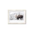 Picture of Winter Moose _GroupedProduct_Rectangle_Landscape_Photography _GroupedProduct_Rectangle_Landscape_Framed_Matted_