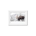 Picture of Winter Moose _GroupedProduct_Rectangle_Landscape_Photography _GroupedProduct_Rectangle_Landscape_Framed_Matted_