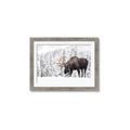 Picture of Winter Moose _GroupedProduct_Rectangle_Landscape_Photography _GroupedProduct_Rectangle_Landscape_Framed_Matted_