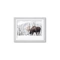 Picture of Winter Moose _GroupedProduct_Rectangle_Landscape_Photography _GroupedProduct_Rectangle_Landscape_Framed_Matted_
