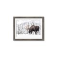 Picture of Winter Moose _GroupedProduct_Rectangle_Landscape_Photography _GroupedProduct_Rectangle_Landscape_Framed_Matted_