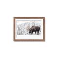 Picture of Winter Moose _GroupedProduct_Rectangle_Landscape_Photography _GroupedProduct_Rectangle_Landscape_Framed_Matted_