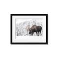 Picture of Winter Moose _GroupedProduct_Rectangle_Landscape_Photography _GroupedProduct_Rectangle_Landscape_Framed_Matted_
