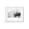 Picture of Winter Moose _GroupedProduct_Rectangle_Landscape_Photography _GroupedProduct_Rectangle_Landscape_Framed_Matted_