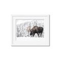 Picture of Winter Moose _GroupedProduct_Rectangle_Landscape_Photography _GroupedProduct_Rectangle_Landscape_Framed_Matted_