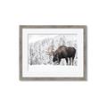 Picture of Winter Moose _GroupedProduct_Rectangle_Landscape_Photography _GroupedProduct_Rectangle_Landscape_Framed_Matted_
