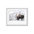 Picture of Winter Moose _GroupedProduct_Rectangle_Landscape_Photography _GroupedProduct_Rectangle_Landscape_Framed_Matted_