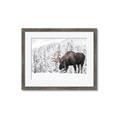 Picture of Winter Moose _GroupedProduct_Rectangle_Landscape_Photography _GroupedProduct_Rectangle_Landscape_Framed_Matted_