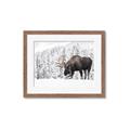 Picture of Winter Moose _GroupedProduct_Rectangle_Landscape_Photography _GroupedProduct_Rectangle_Landscape_Framed_Matted_
