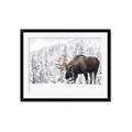 Picture of Winter Moose _GroupedProduct_Rectangle_Landscape_Photography _GroupedProduct_Rectangle_Landscape_Framed_Matted_