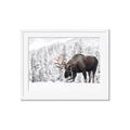Picture of Winter Moose _GroupedProduct_Rectangle_Landscape_Photography _GroupedProduct_Rectangle_Landscape_Framed_Matted_