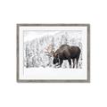Picture of Winter Moose _GroupedProduct_Rectangle_Landscape_Photography _GroupedProduct_Rectangle_Landscape_Framed_Matted_