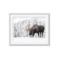 Picture of Winter Moose _GroupedProduct_Rectangle_Landscape_Photography _GroupedProduct_Rectangle_Landscape_Framed_Matted_