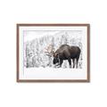 Picture of Winter Moose _GroupedProduct_Rectangle_Landscape_Photography _GroupedProduct_Rectangle_Landscape_Framed_Matted_
