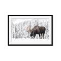Picture of Winter Moose _GroupedProduct_Rectangle_Landscape_Photography _GroupedProduct_Rectangle_Landscape_Framed_Matted_