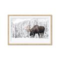 Picture of Winter Moose _GroupedProduct_Rectangle_Landscape_Photography _GroupedProduct_Rectangle_Landscape_Framed_Matted_