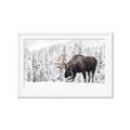 Picture of Winter Moose _GroupedProduct_Rectangle_Landscape_Photography _GroupedProduct_Rectangle_Landscape_Framed_Matted_
