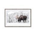 Picture of Winter Moose _GroupedProduct_Rectangle_Landscape_Photography _GroupedProduct_Rectangle_Landscape_Framed_Matted_