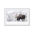 Picture of Winter Moose _GroupedProduct_Rectangle_Landscape_Photography _GroupedProduct_Rectangle_Landscape_Framed_Matted_