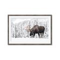 Picture of Winter Moose _GroupedProduct_Rectangle_Landscape_Photography _GroupedProduct_Rectangle_Landscape_Framed_Matted_