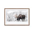 Picture of Winter Moose _GroupedProduct_Rectangle_Landscape_Photography _GroupedProduct_Rectangle_Landscape_Framed_Matted_