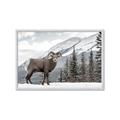 Picture of Staring Back _GroupedProduct_Rectangle_Landscape_Photography _GroupedProduct_Rectangle_Landscape_Framed_Matted_