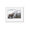 Picture of Staring Back _GroupedProduct_Rectangle_Landscape_Photography _GroupedProduct_Rectangle_Landscape_Framed_Matted_