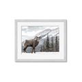 Picture of Staring Back _GroupedProduct_Rectangle_Landscape_Photography _GroupedProduct_Rectangle_Landscape_Framed_Matted_