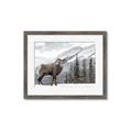 Picture of Staring Back _GroupedProduct_Rectangle_Landscape_Photography _GroupedProduct_Rectangle_Landscape_Framed_Matted_