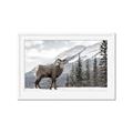 Picture of Staring Back _GroupedProduct_Rectangle_Landscape_Photography _GroupedProduct_Rectangle_Landscape_Framed_Matted_
