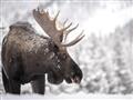 Picture of Elliot, the moose _GroupedProduct_Rectangle_Landscape_Photography _GroupedProduct_Rectangle_Landscape_Unframed_Print_Only_