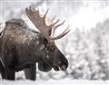 Picture of Elliot, the moose _GroupedProduct_Rectangle_Landscape_Photography _GroupedProduct_Rectangle_Landscape_Unframed_Print_Only_