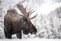 Picture of Elliot, the moose _GroupedProduct_Rectangle_Landscape_Photography _GroupedProduct_Rectangle_Landscape_Unframed_Print_Only_