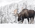 Picture of Winter Moose _GroupedProduct_Rectangle_Landscape_Photography _GroupedProduct_Rectangle_Landscape_Unframed_Print_Only_