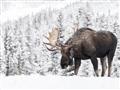 Picture of Winter Moose _GroupedProduct_Rectangle_Landscape_Photography _GroupedProduct_Rectangle_Landscape_Unframed_Print_Only_